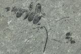Pennsylvanian Fossil Fern (Neuropteris) Plate - Kentucky #248121-3
